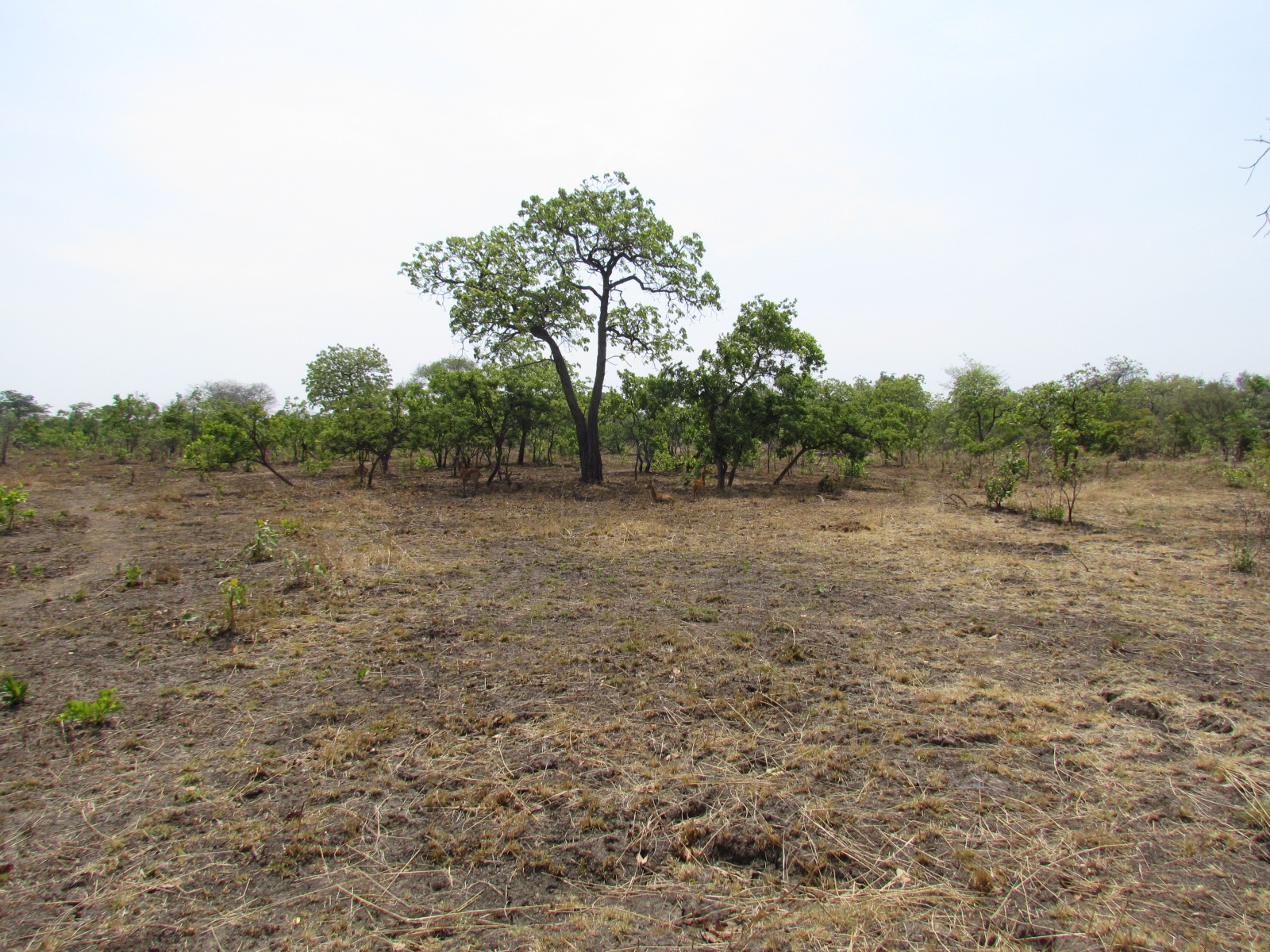 Kafue national park
