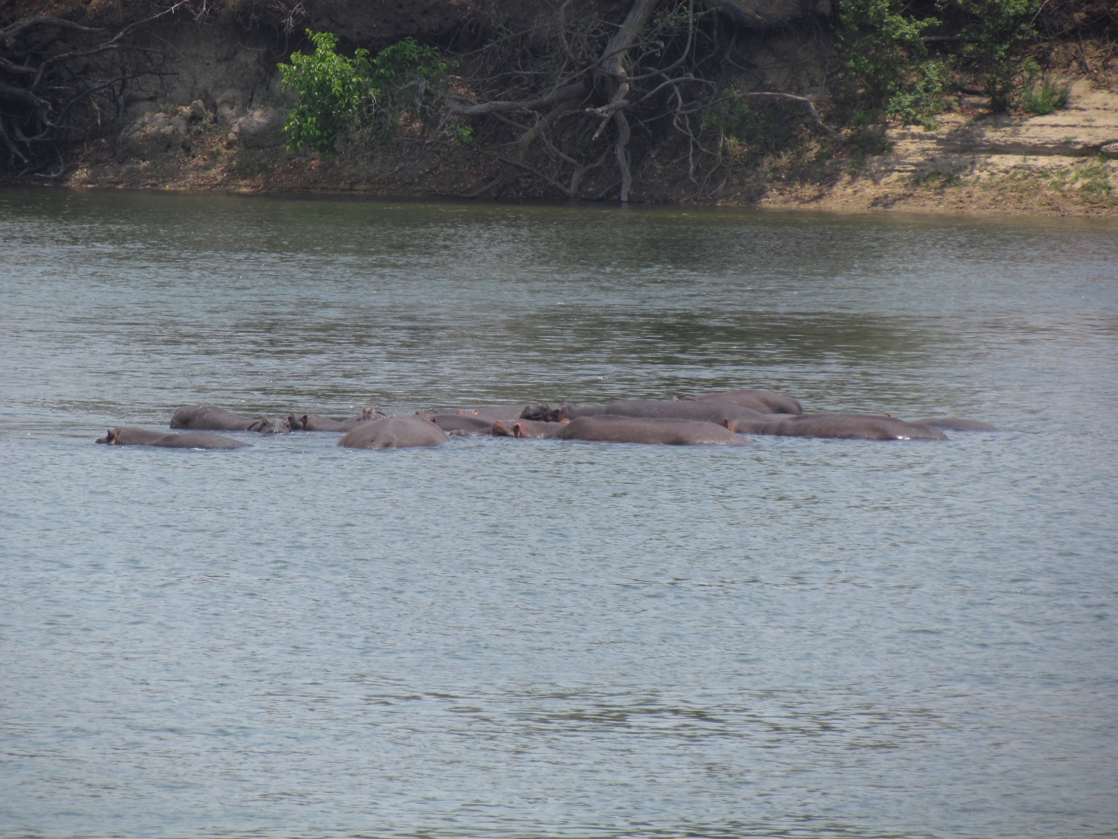Kafue national park - Mayukuyuku camp - Hippopotamuses (Hippopotamus amphibius)