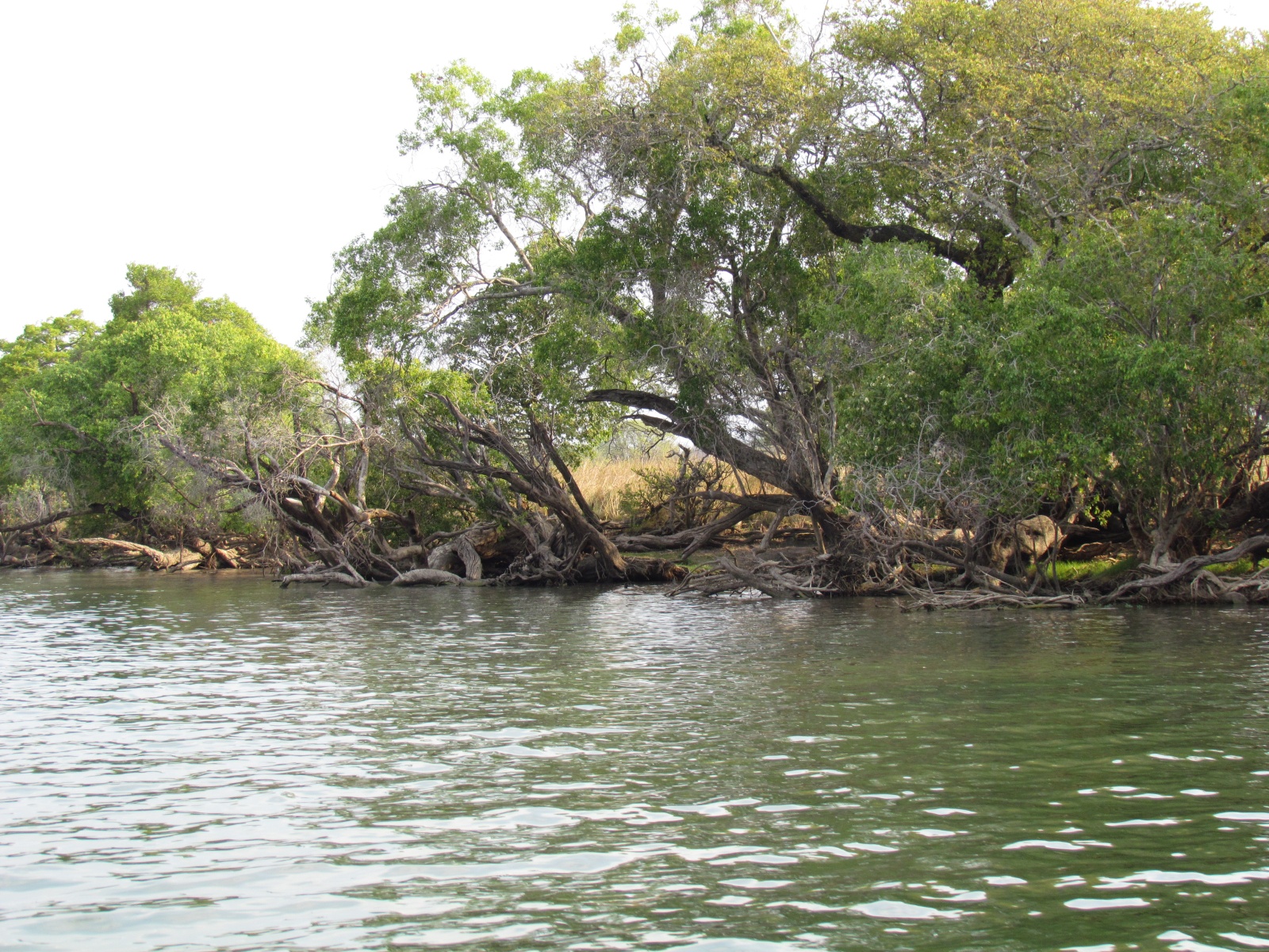 Kafue national park - Kafue river
