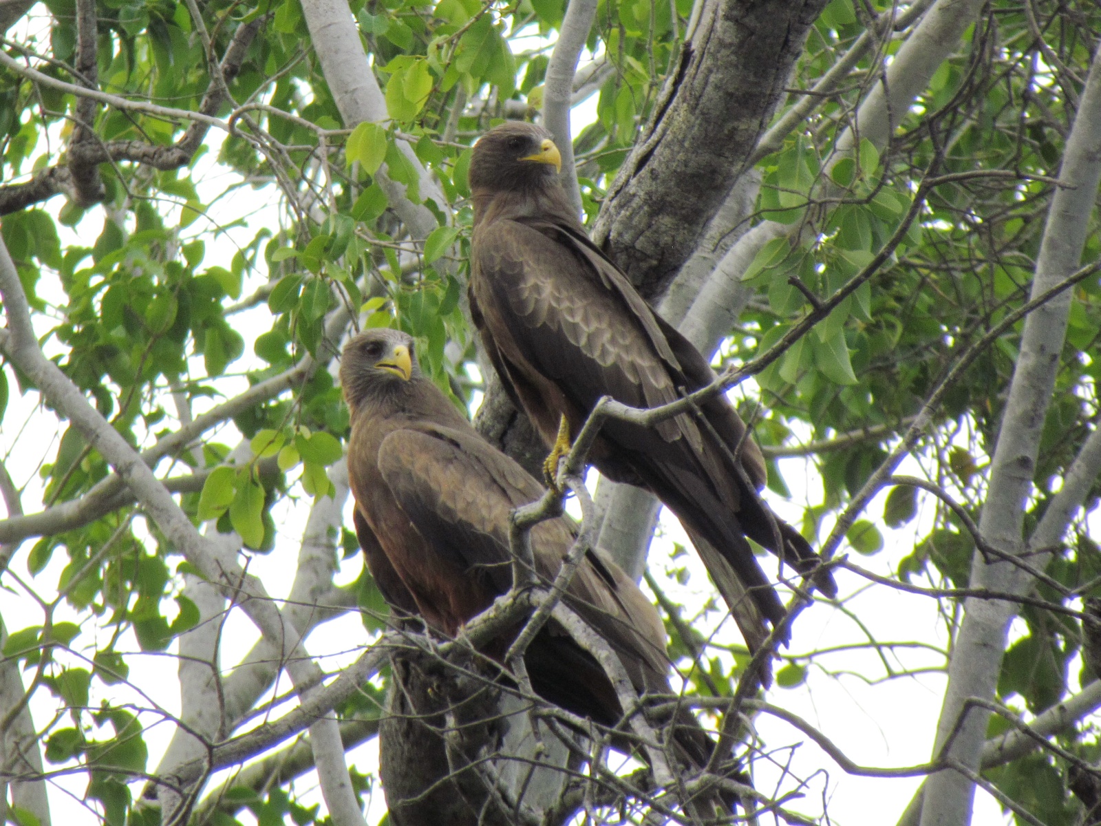 Kafue national park - Yellow-billed kite (Milvus aegyptius)