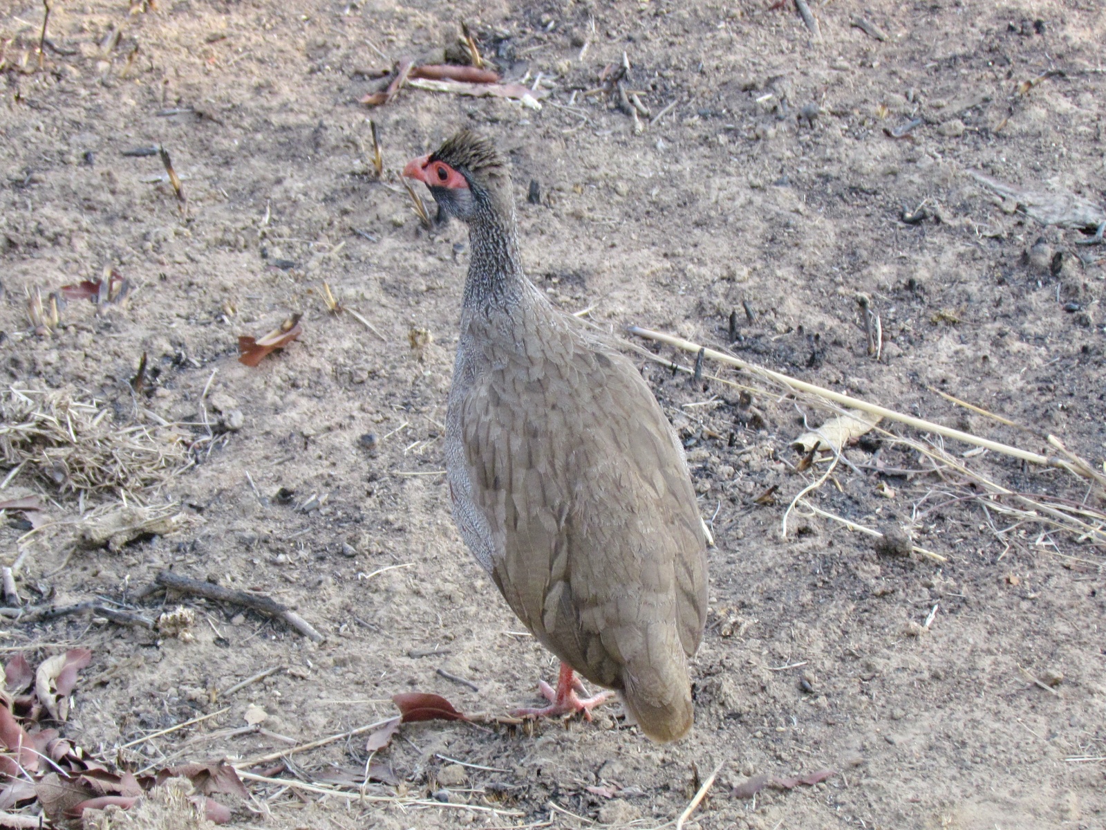 Kafue national park - Swainson's francolin or chikwari (Pternistis swainsonii)