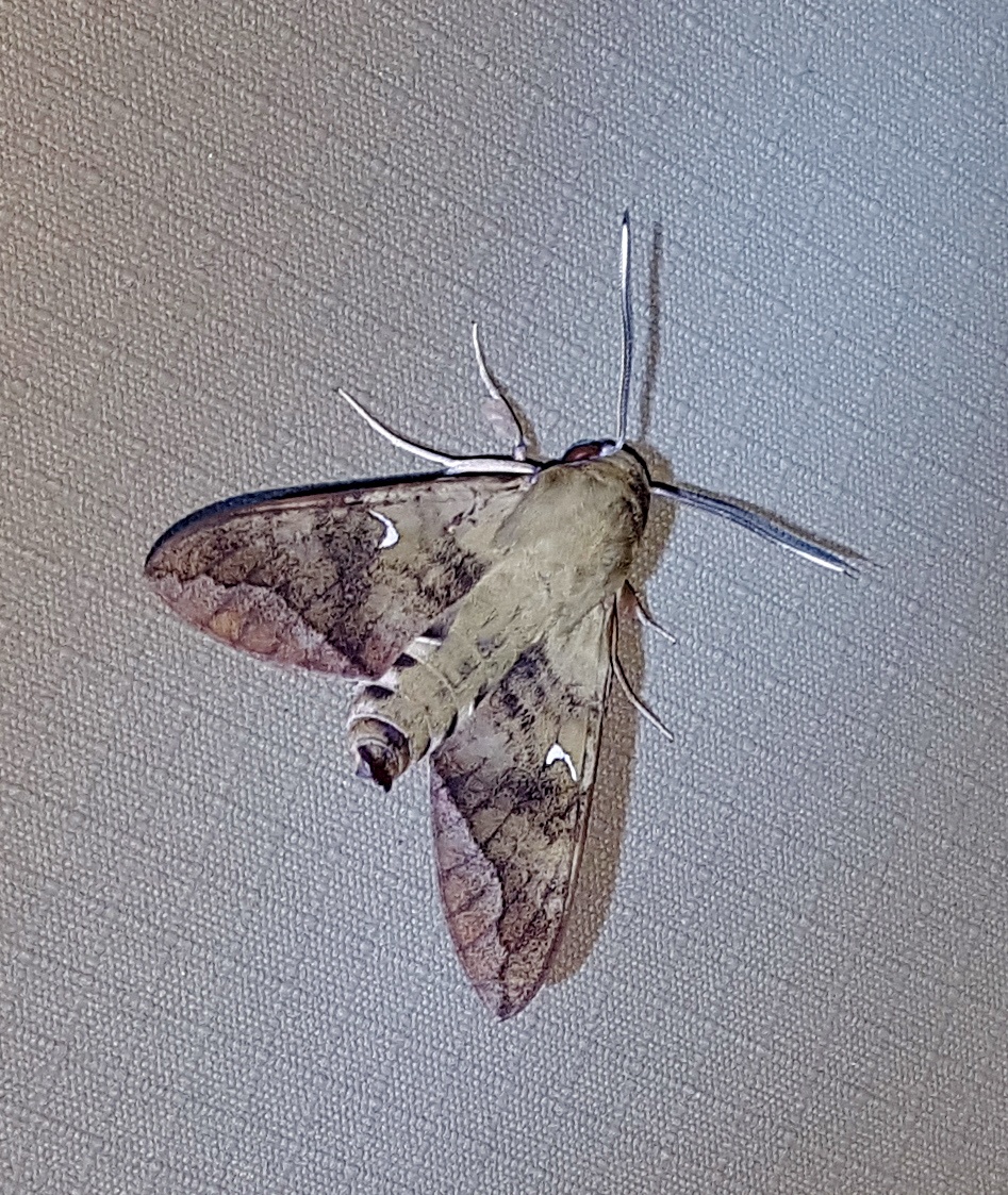 Kafue national park - Near Kasabushi camp - Moth