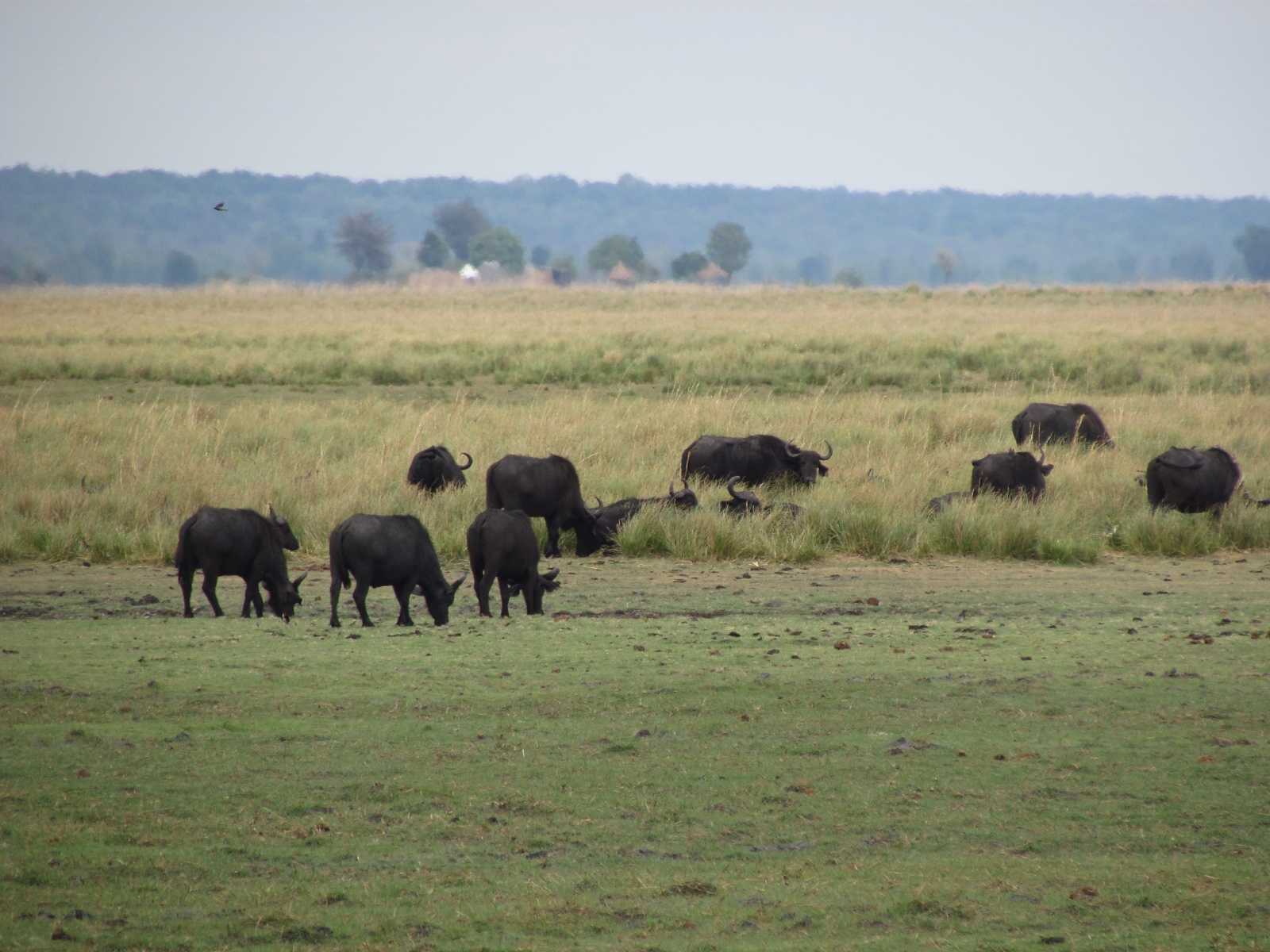 Botswana - Chobe national park - African buffalo (Syncerus caffer)