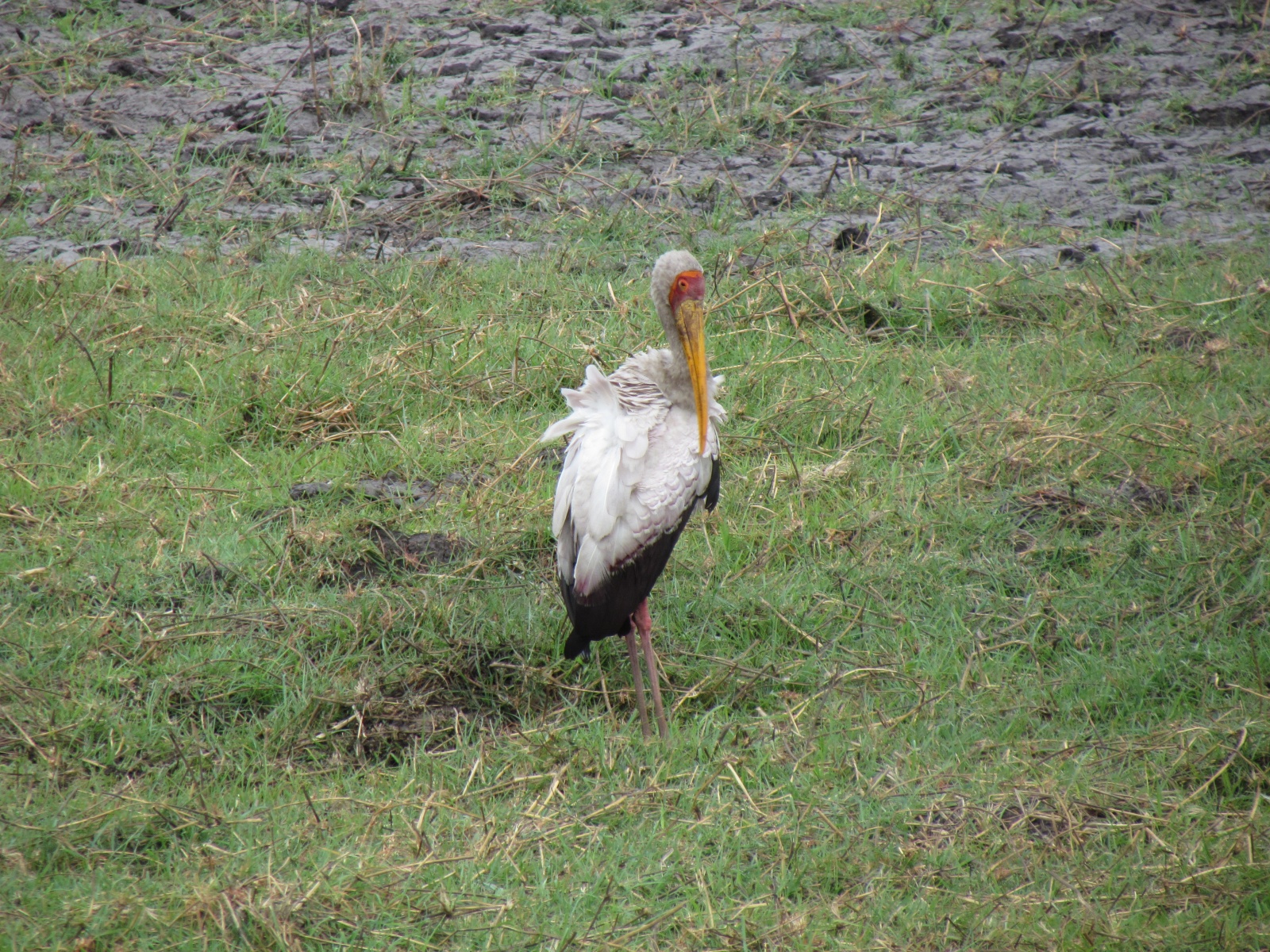 Botswana - Chobe national park - Yellow-billed stork (Mycteria ibis)