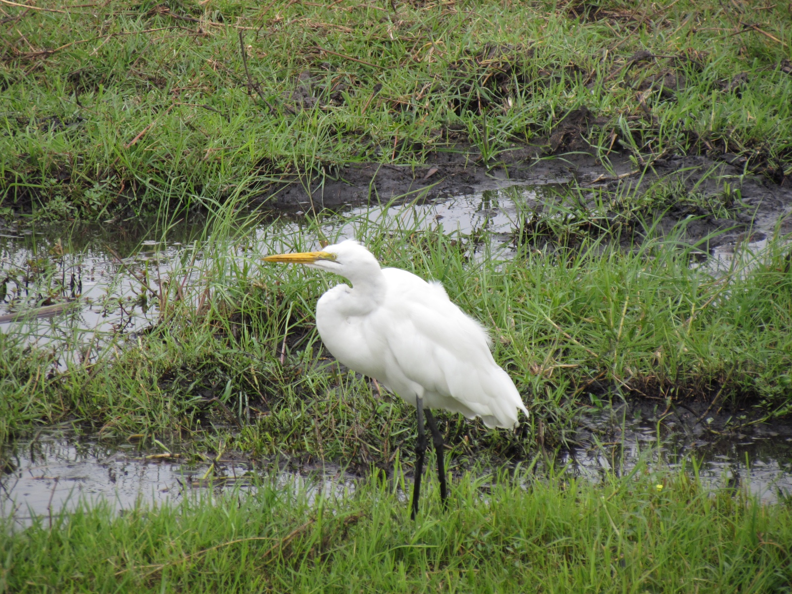 Botswana - Chobe national park - Great egret (Ardea alba)