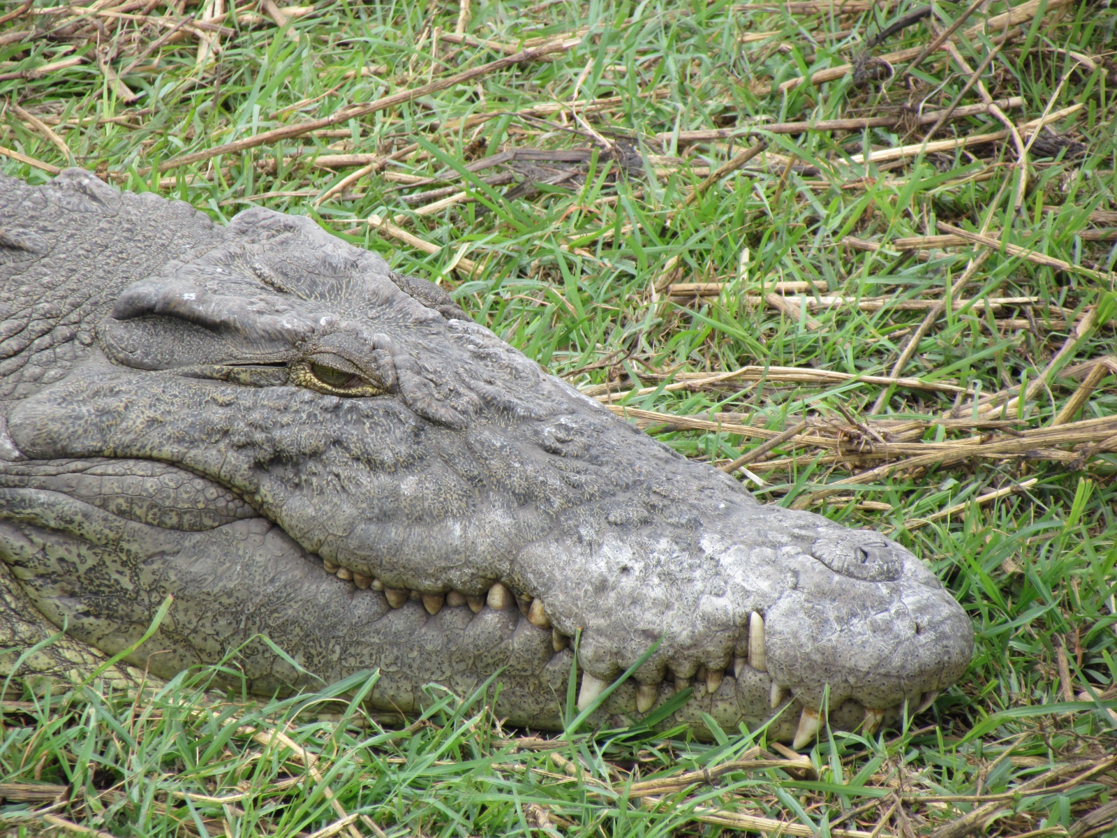 Botswana - Chobe national park - Nile crocodile (Crocodylus niloticus)