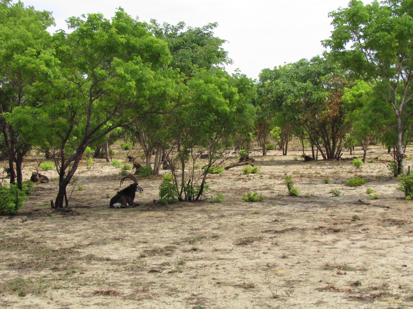 Botswana - Chobe national park - Sable antelope (Hippotragus niger)