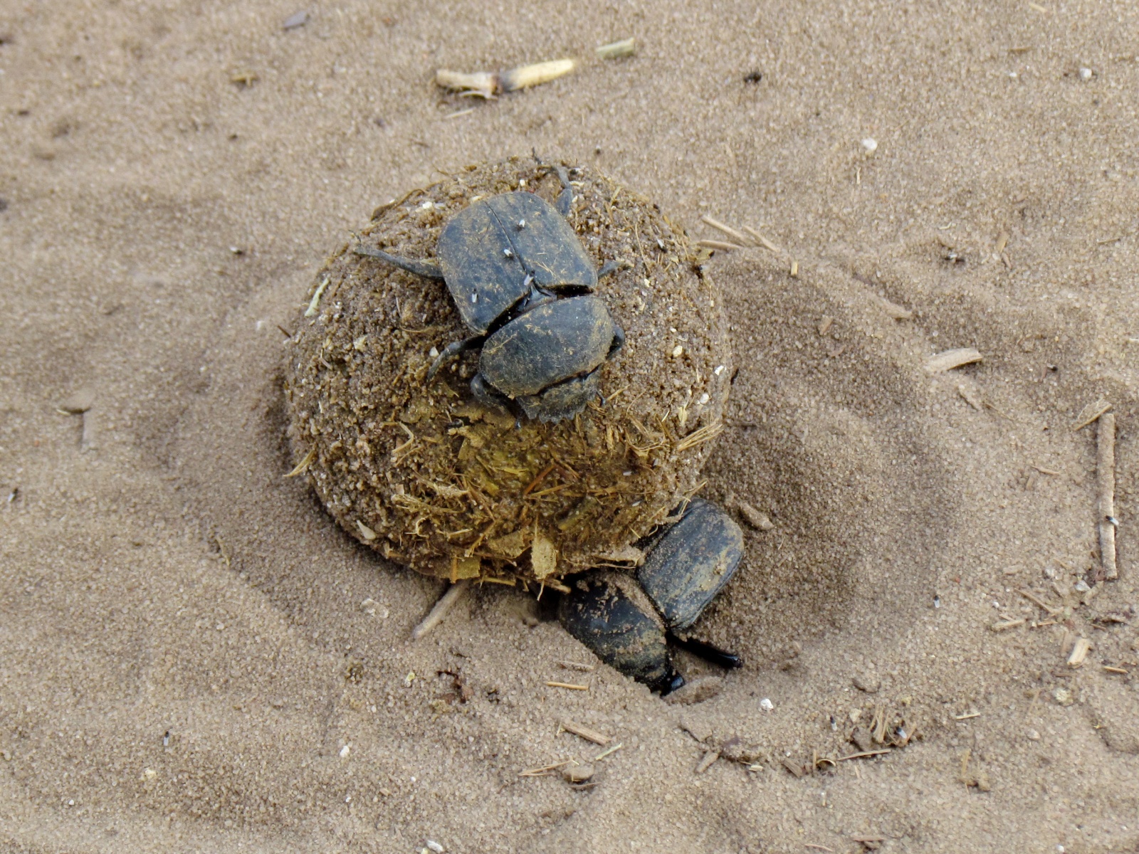 Botswana - Chobe national park - Dung beetles