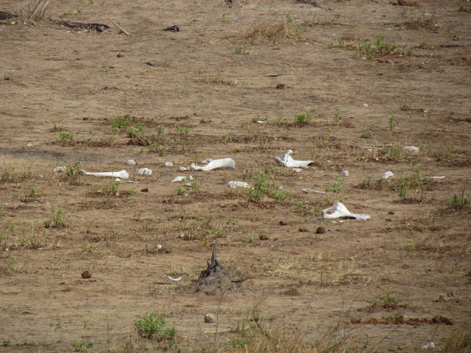 Botswana - Chobe national park - Elephant bones