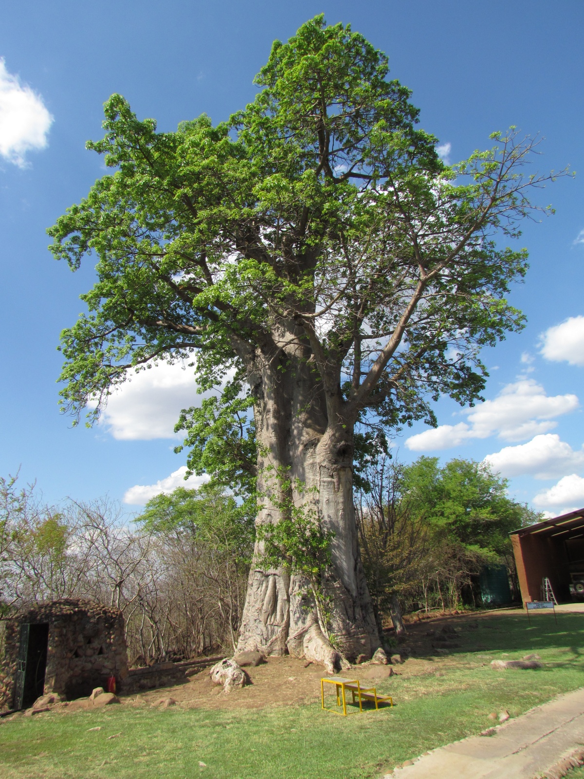 Victoria Falls - Baobab