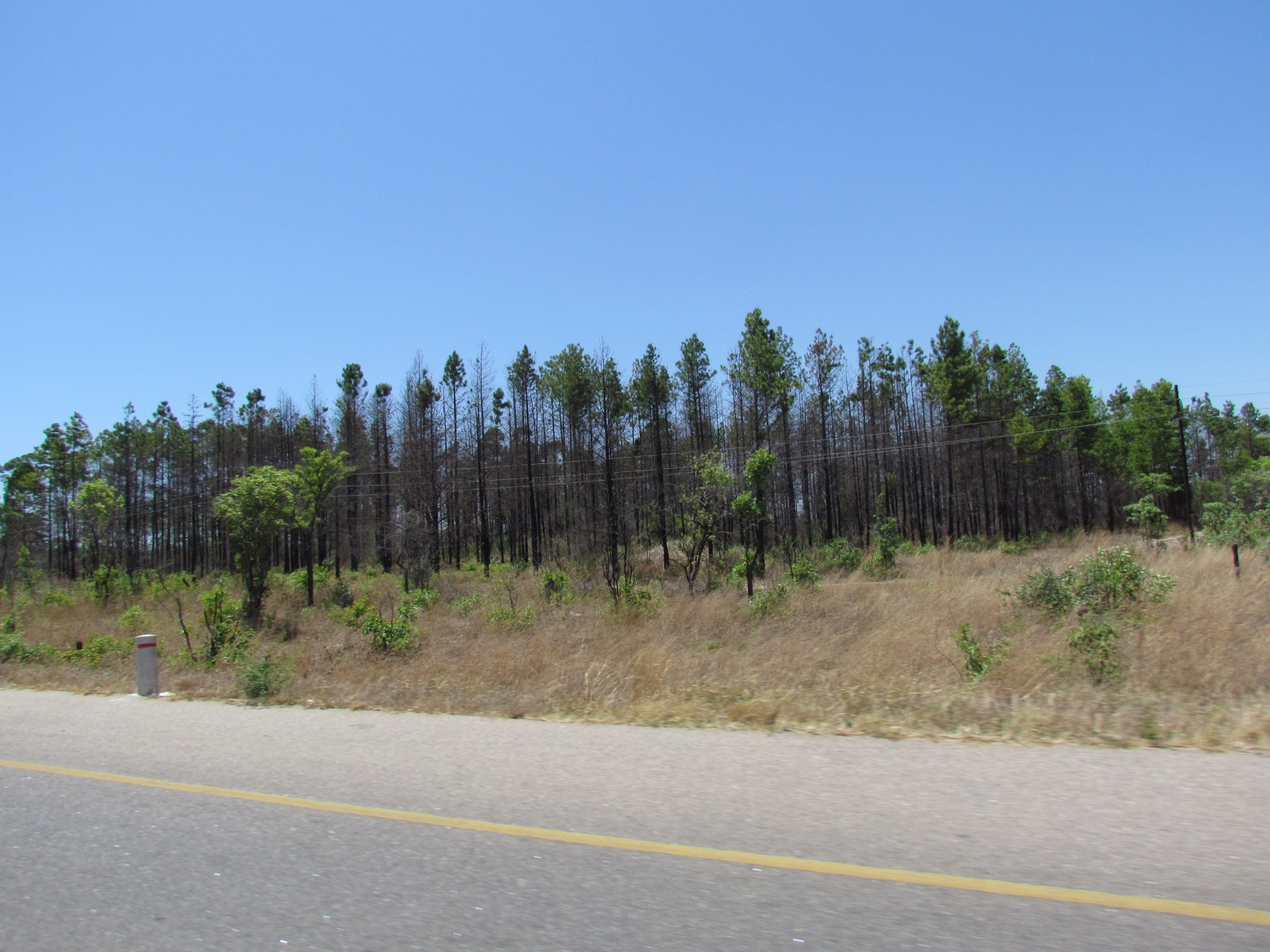 Near Choma - Forest